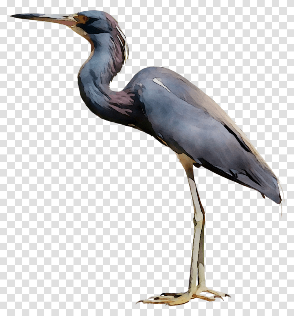 Little Blue Heron Bird Crane Egret 2755200 Great Blue Heron, Animal, Stork, Waterfowl, Ardeidae Transparent Png