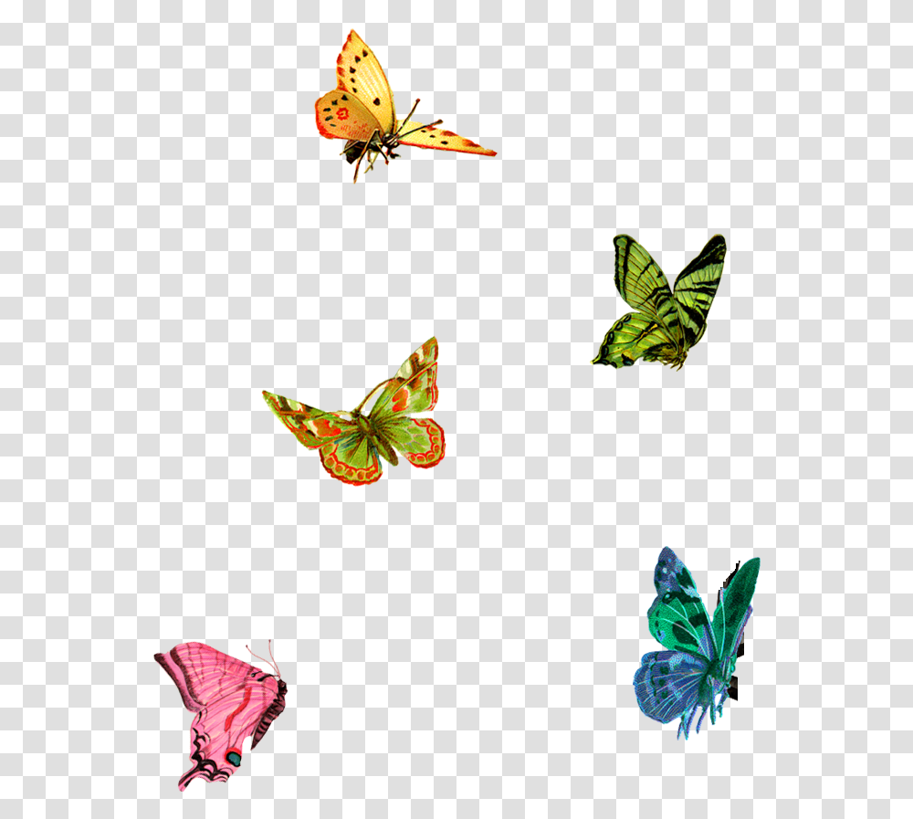 Little Butterflies Clipart Download Little Butterfly, Leaf, Plant, Insect, Invertebrate Transparent Png