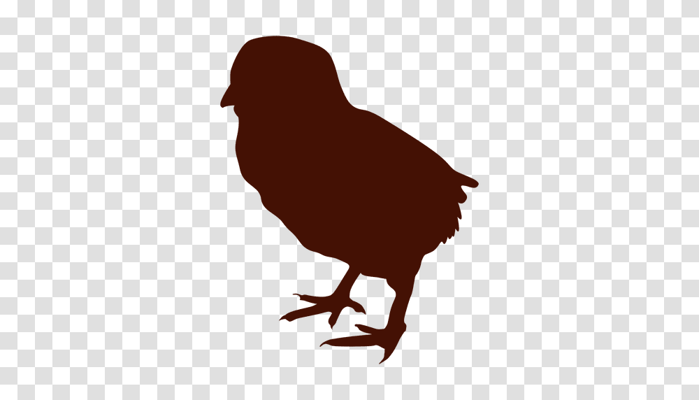 Little Chicken Bird Silhouette, Animal, Poultry, Fowl, Dodo Transparent Png