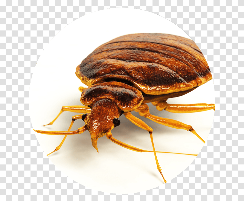 Little Round Flat Brown Bug Bird Bugs, Animal, Insect, Invertebrate, Spider Transparent Png