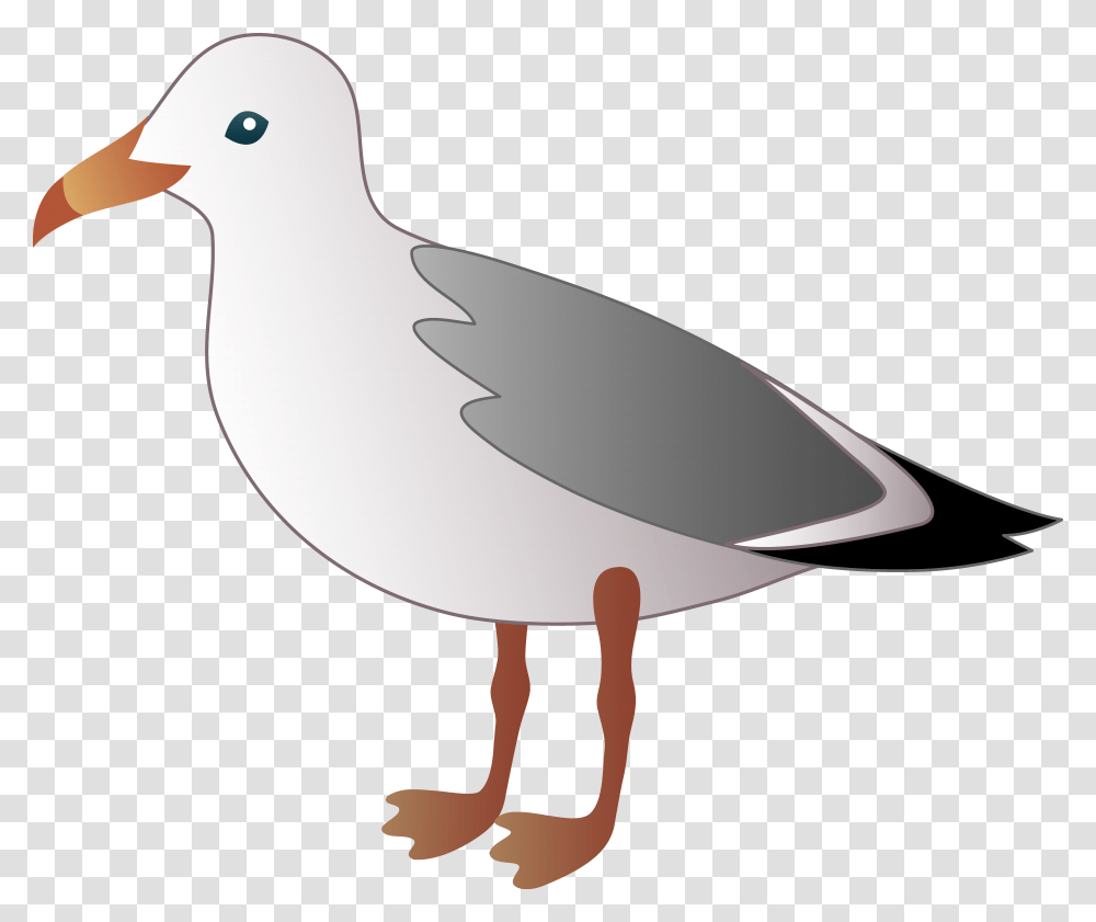 Little Seagull, Bird, Animal, Pigeon, Dove Transparent Png