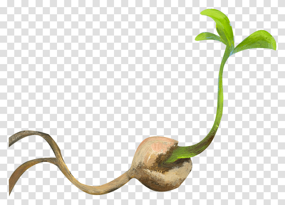 Little Seed, Plant, Animal, Root, Bird Transparent Png