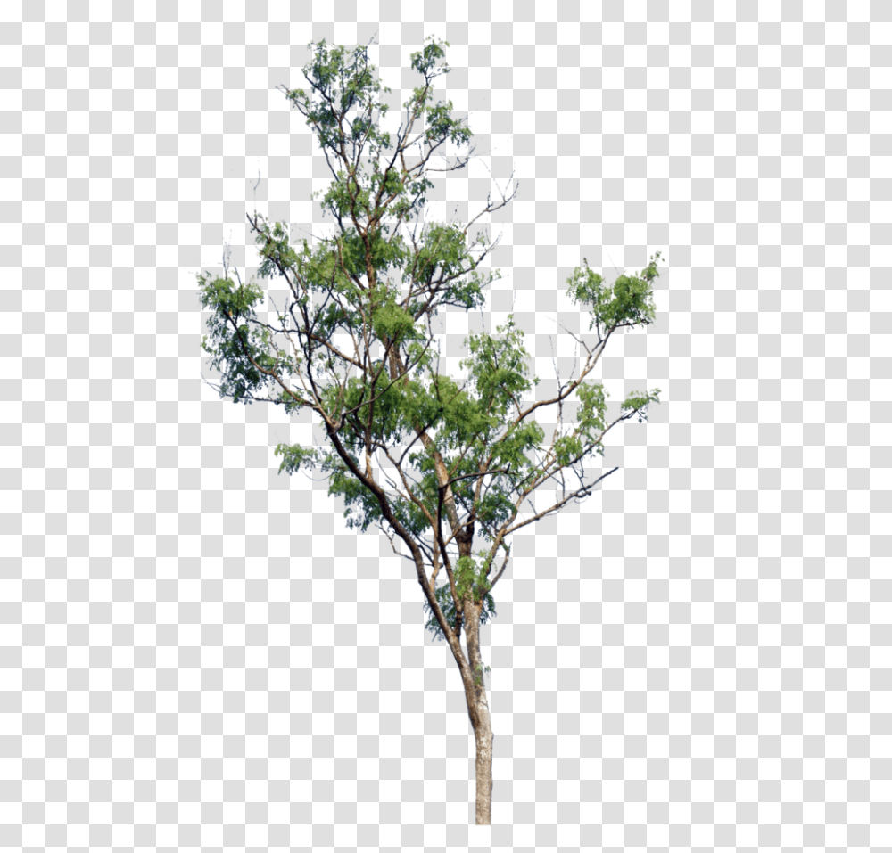 Little Tree, Plant, Vegetation, Bush, Conifer Transparent Png