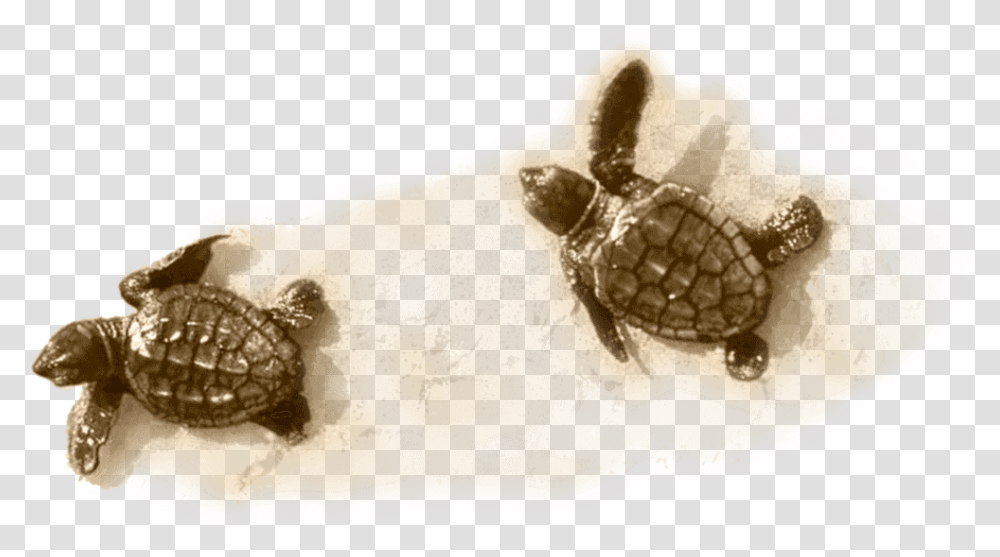 Little Turtle On Sand Kemp's Ridley Sea Turtle, Tortoise, Reptile, Sea Life, Animal Transparent Png