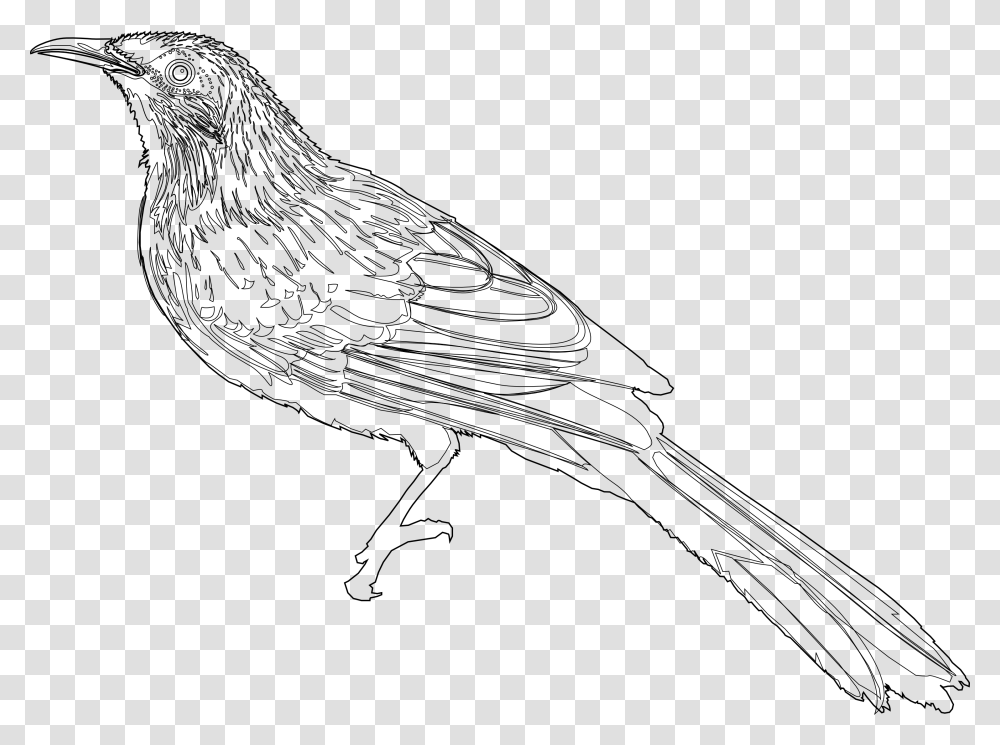 Little Wattlebird Wattlebird Drawing, Animal, Sparrow, Finch, Wren Transparent Png