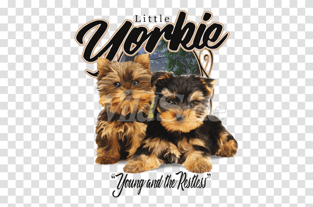 Little Yorkie Young Amp Restless Cute Puppies, Pet, Animal, Canine, Mammal Transparent Png