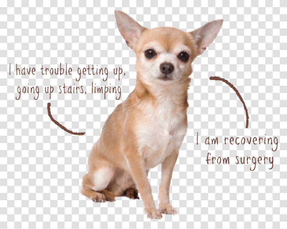 Littles Joint Asthma Hound Chihuahua, Dog, Pet, Canine, Animal Transparent Png