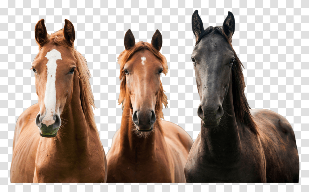 Live And Love Everything Horses, Mammal, Animal, Colt Horse, Stallion Transparent Png