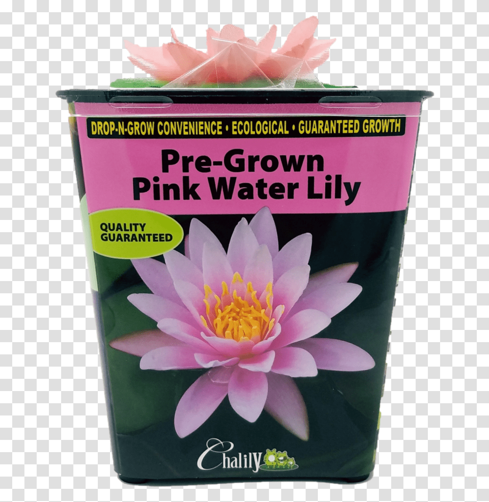 Live Aquatic Water Lily Pre Grown Prerooted Dropngrow Convenience Water Lily, Plant, Flower, Blossom, Petal Transparent Png
