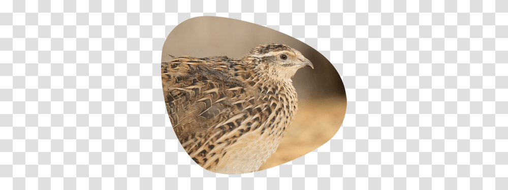 Live Birds Quail The Poultry Centre Ruffed Grouse, Animal, Partridge, Rug, Beak Transparent Png