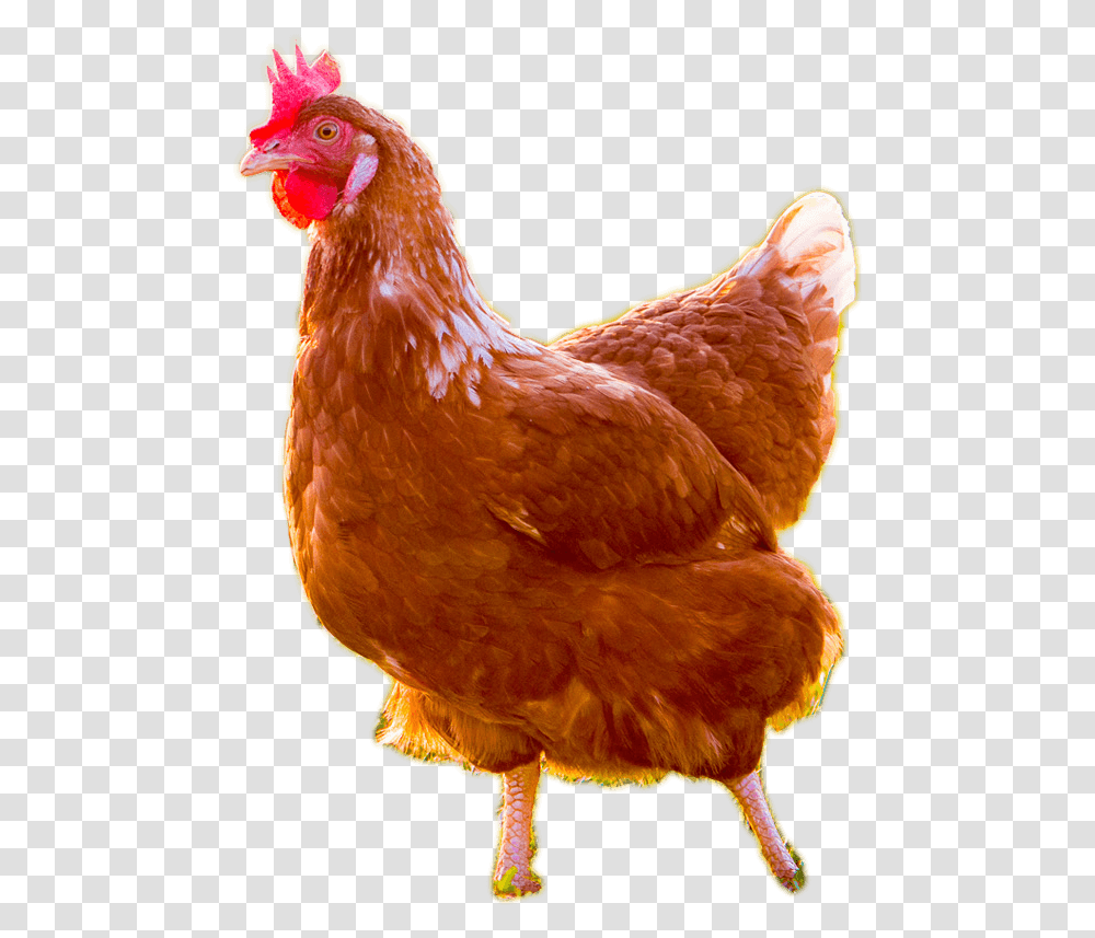 Live Chicken Background, Poultry, Fowl, Bird, Animal Transparent Png