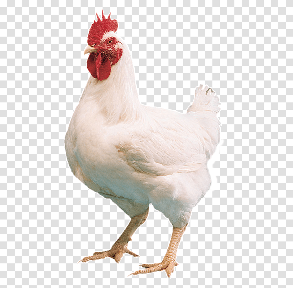 Live Chicken, Poultry, Fowl, Bird, Animal Transparent Png