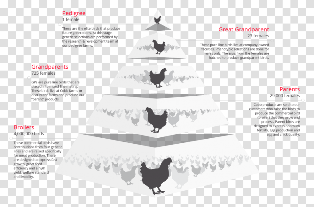 Live Chicken Rooster, Poultry, Fowl, Bird, Animal Transparent Png