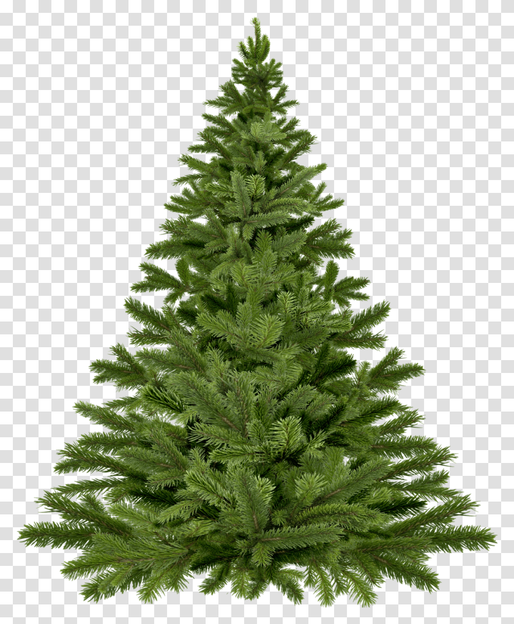 Live Christmas Tree, Ornament, Plant, Pine, Fir Transparent Png
