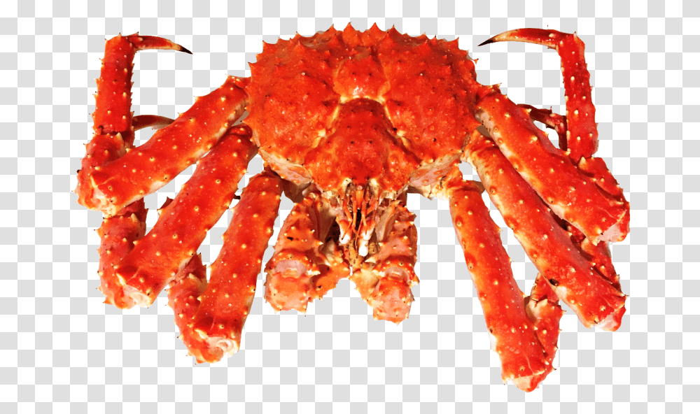 Live Kingcrab Download King Crab, Invertebrate, Animal, Seafood, Sea Life Transparent Png