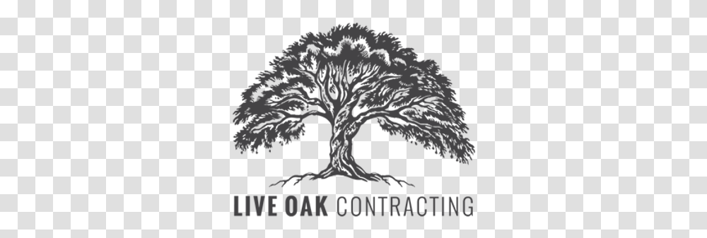 Live Oak Contracting Live Oak Tree Logo, Plant, Bird, Animal, Root Transparent Png