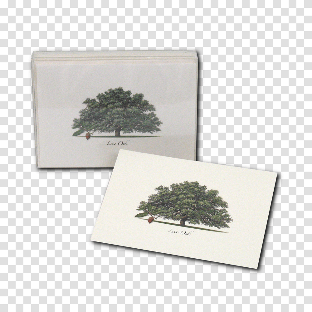 Live Oak, Envelope, Business Card, Paper Transparent Png