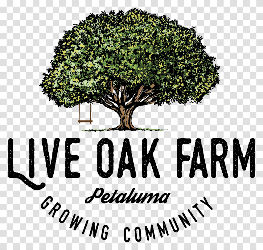 Live Oak Farm Growing Color Text, Tree, Plant, Tree Trunk, Sycamore Transparent Png