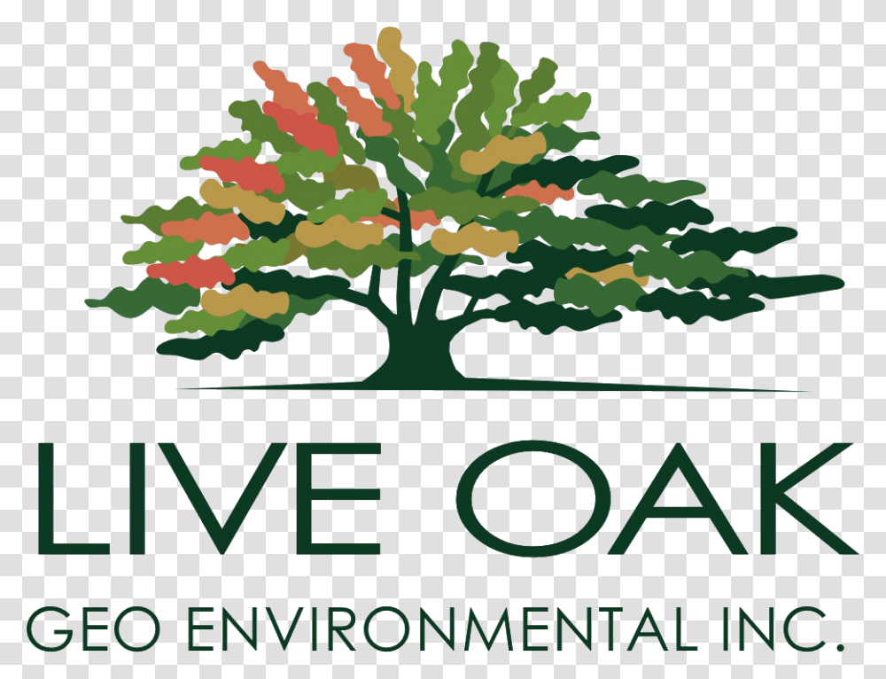 Live Oak Geoenvironmental Live Oak Bank Logo, Tree, Plant, Vegetation, Outdoors Transparent Png
