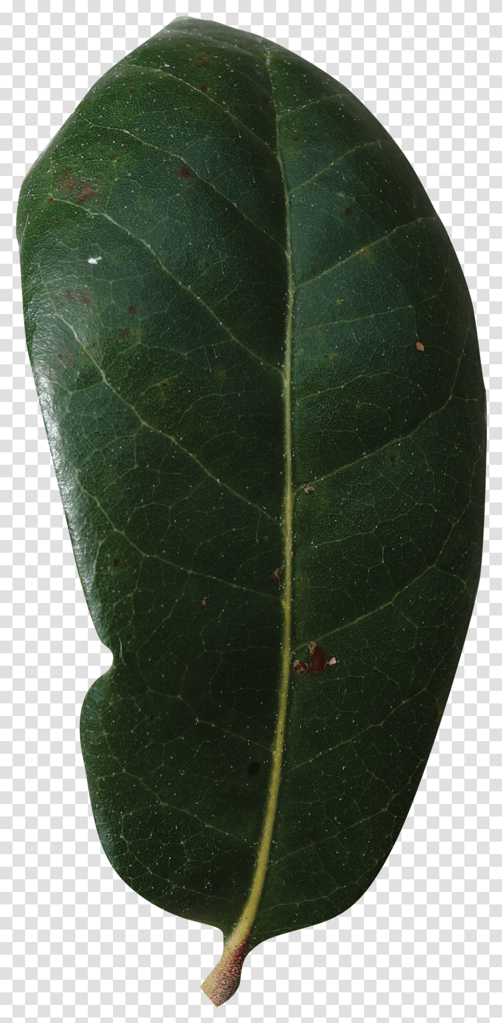 Live Oak Leaf, Veins, Plant Transparent Png