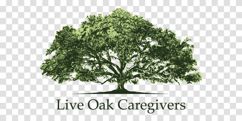 Live Oak Live Oak Tree Drawing, Plant, Kale, Cabbage, Vegetable Transparent Png