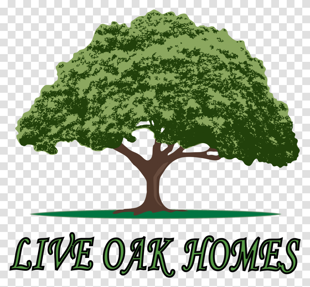 Live Oak Tree Clip Art, Plant, Root, Vegetation, Potted Plant Transparent Png