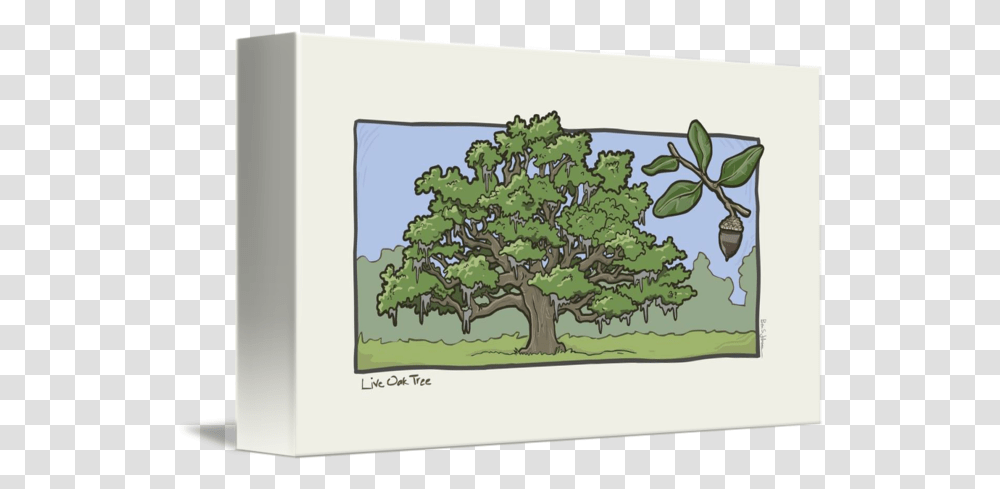 Live Oak Tree Picture Frame, Plant, Sycamore, Painting, Art Transparent Png