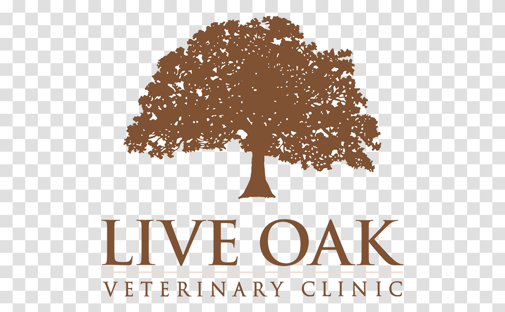 Live Oak Veterinary Clinic Summer Music, Outdoors, Nature, Tree, Plant Transparent Png