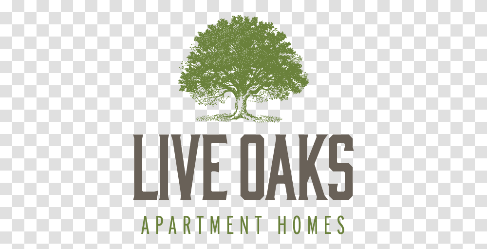 Live Oaks Logo Oak, Tree, Plant, Vegetation Transparent Png