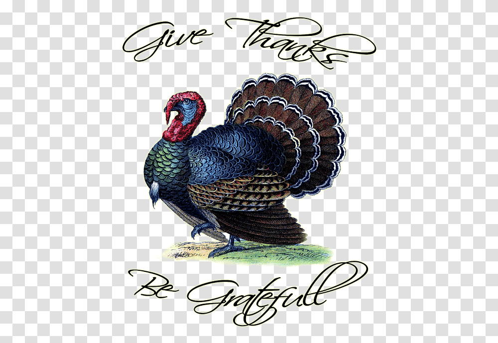Live Turkey, Turkey Bird, Poultry, Fowl, Animal Transparent Png