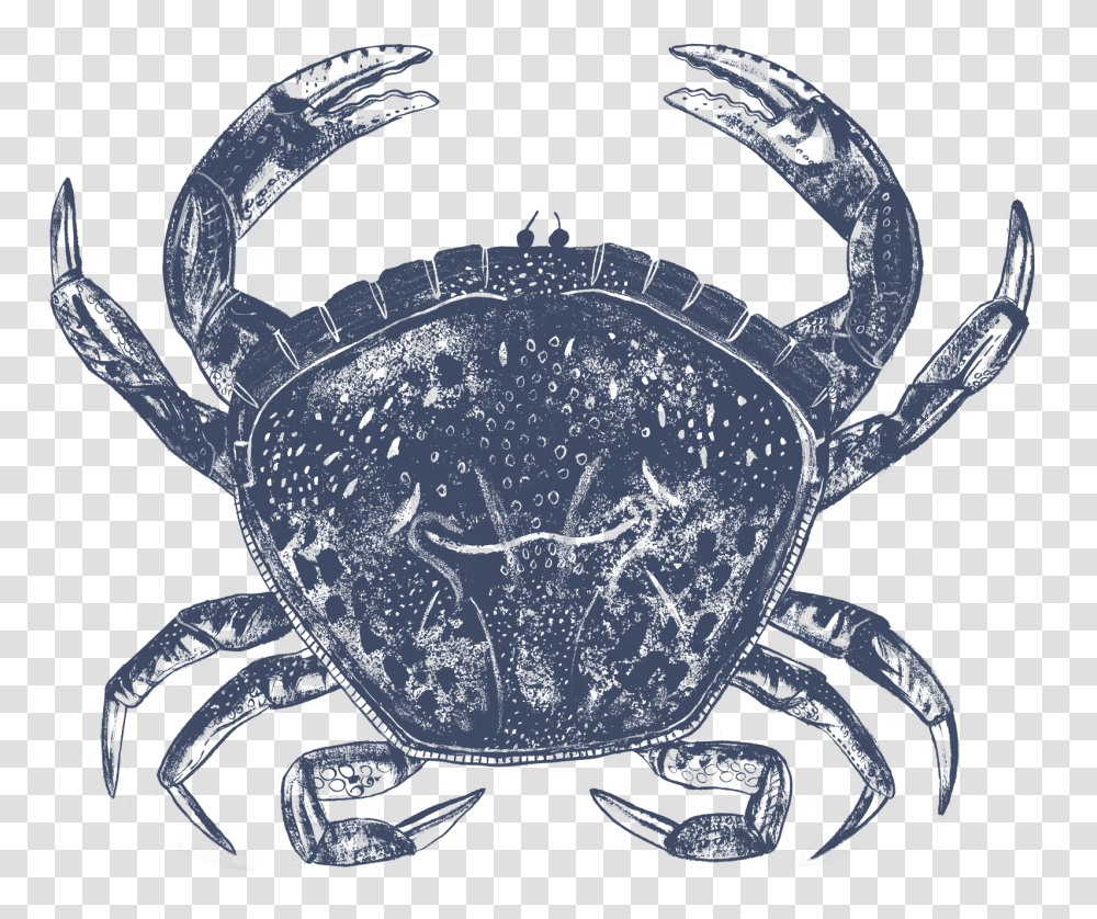 Live Whole Crab Chesapeake Blue Crab, Sea Life, Animal, Seafood Transparent Png