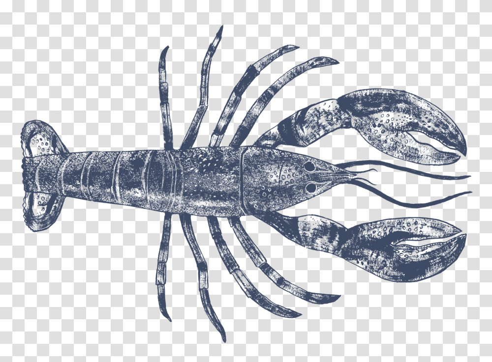 Live Whole Lobster, Fish, Animal, Crawdad, Seafood Transparent Png