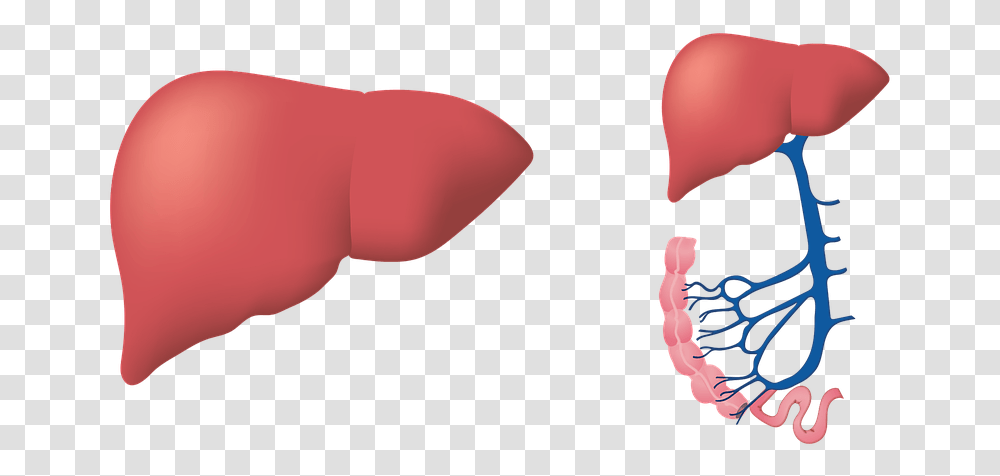 Liver Biology Medical Fegato, Balloon, Plant, Mouth, Flower Transparent Png