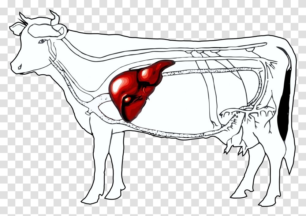 Liver Clipart Beef Liver Location Of Liver In Cattle, Animal, Mammal, Horse, Cow Transparent Png