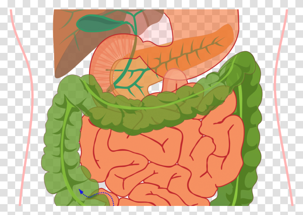 Liver Clipart Digestive System Not Labelled, Reptile, Animal, Lizard, Gecko Transparent Png