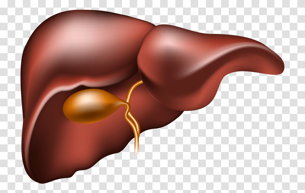 Liver Clipart Liver Disease Do We Need Liver Protection, Hand, Person, Human, Food Transparent Png