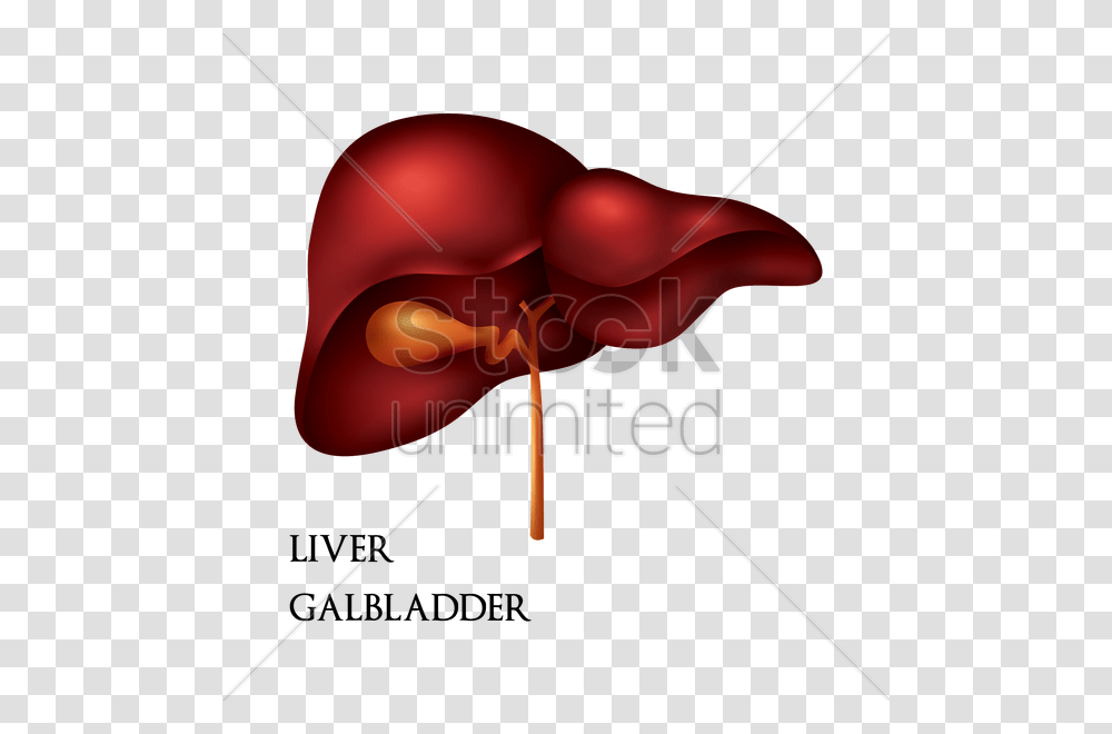 Liver Gallbladder Vector Image, Animal, Lamp, Invertebrate, Injection Transparent Png