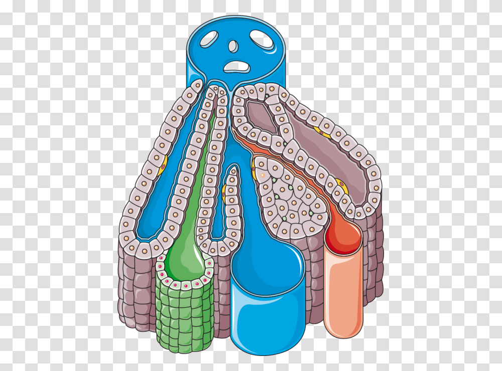 Liver Lobule Diagram Unlabelled, Animal, Sea Life, Invertebrate Transparent Png