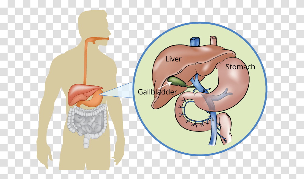 Liver Pancreas And Gallbladder, Diagram, Plot, Person, Human Transparent Png