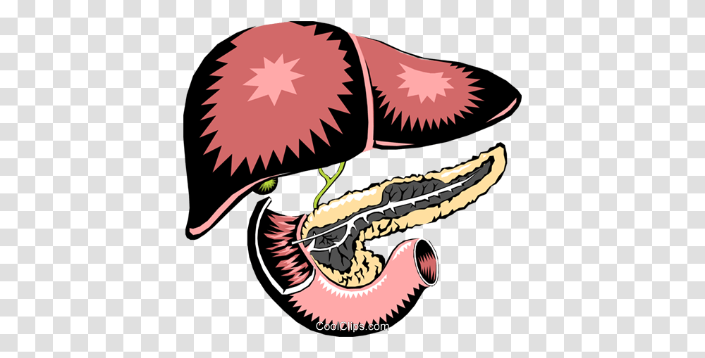 Liver Pancreas Royalty Free Vector Clip Art Illustration, Animal, Plant, Mouth, Teeth Transparent Png