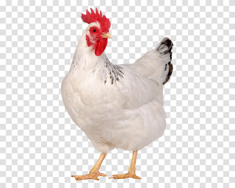 Liver Tonic In Poultry Chicken White, Fowl, Bird, Animal, Hen Transparent Png