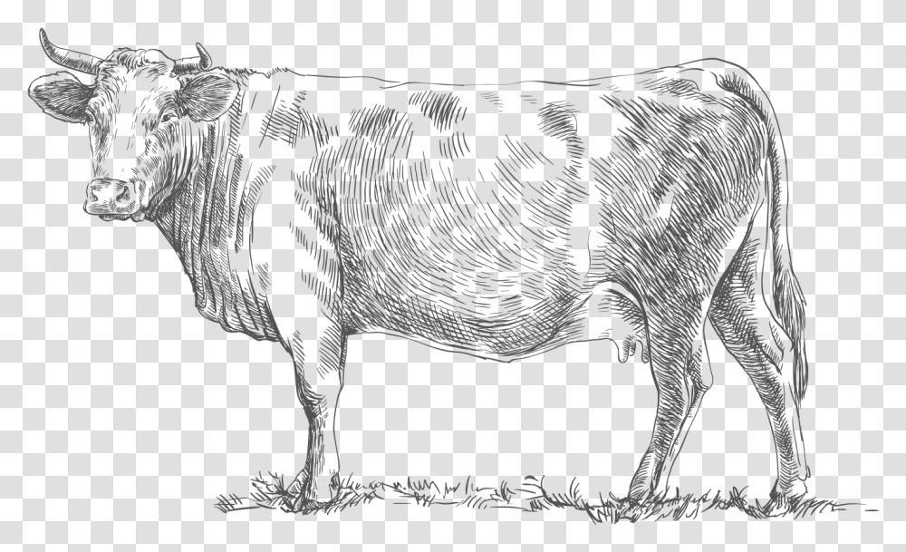 Livestock, Bull, Mammal, Animal, Cattle Transparent Png