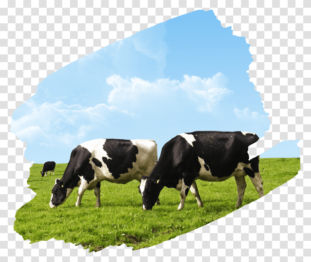 Livestock Farm, Cow, Cattle, Mammal, Animal Transparent Png