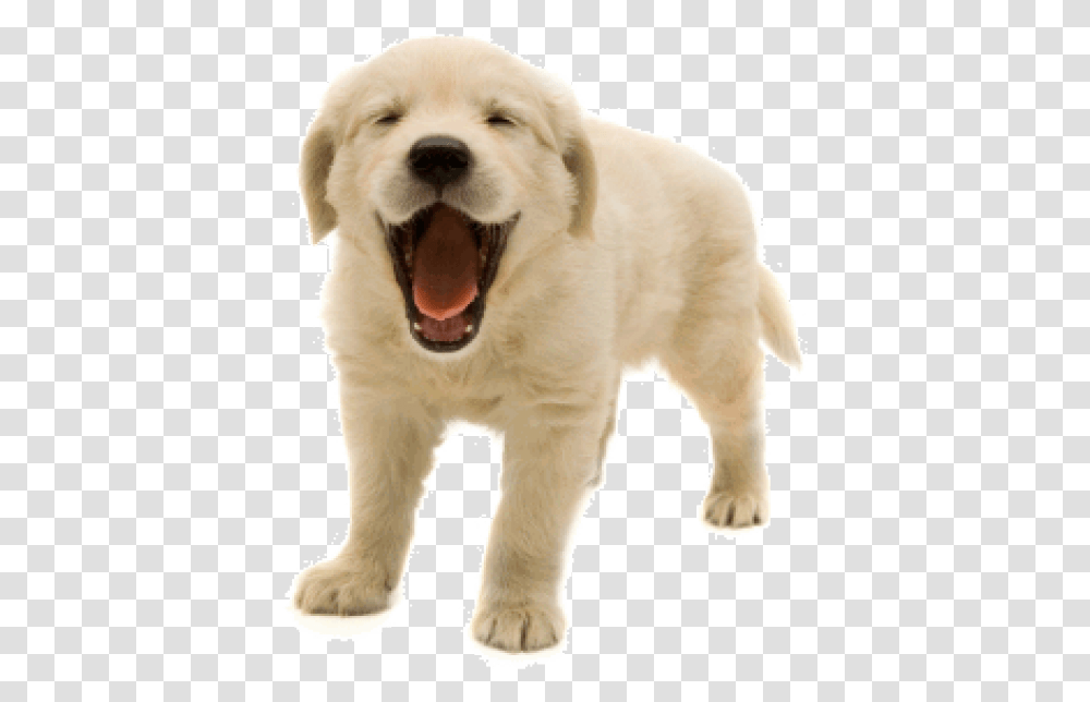 Livestock Guardian Dog Happy Dogs, Golden Retriever, Pet, Canine, Animal Transparent Png