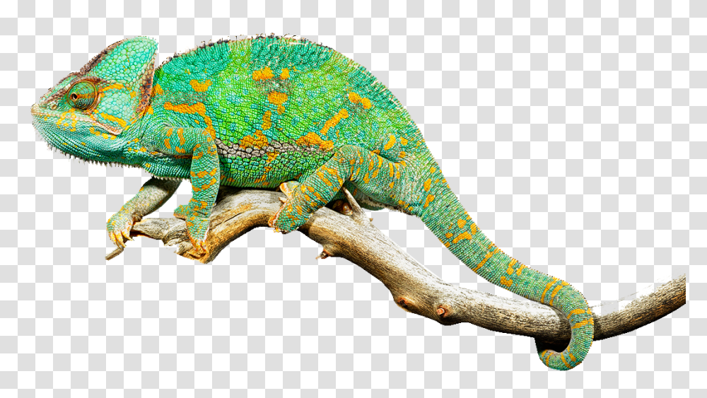 Living Museum Exclusively Featuring Chameleon, Lizard, Reptile, Animal, Iguana Transparent Png