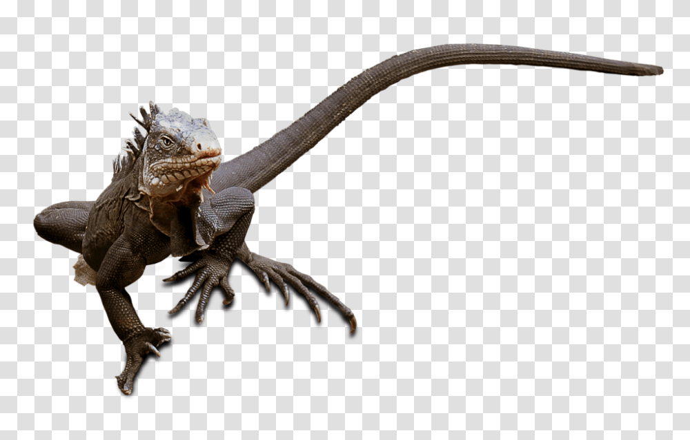 Lizard 960, Animals, Iguana, Reptile, Dinosaur Transparent Png