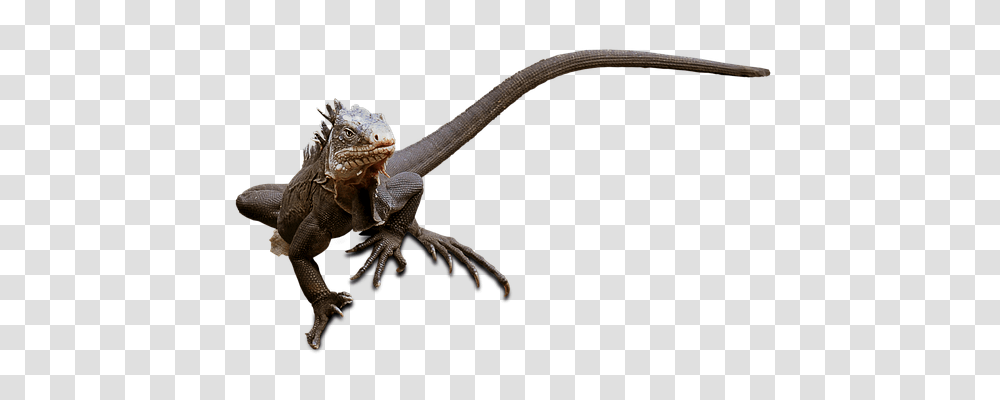 Lizard Nature, Reptile, Animal, Dinosaur Transparent Png