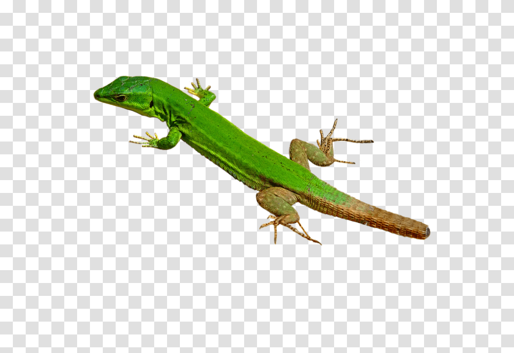 Lizard 960, Animals, Reptile, Green Lizard, Gecko Transparent Png