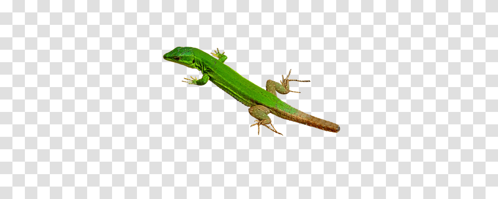 Lizard Nature, Reptile, Animal, Iguana Transparent Png