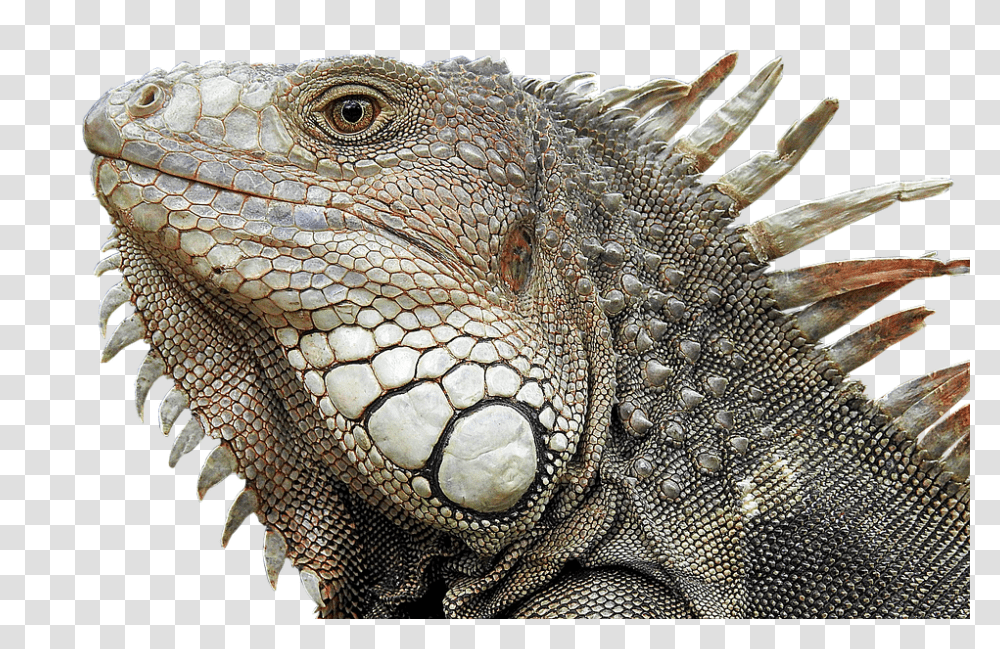 Lizard 960, Animals, Iguana, Reptile, Turtle Transparent Png